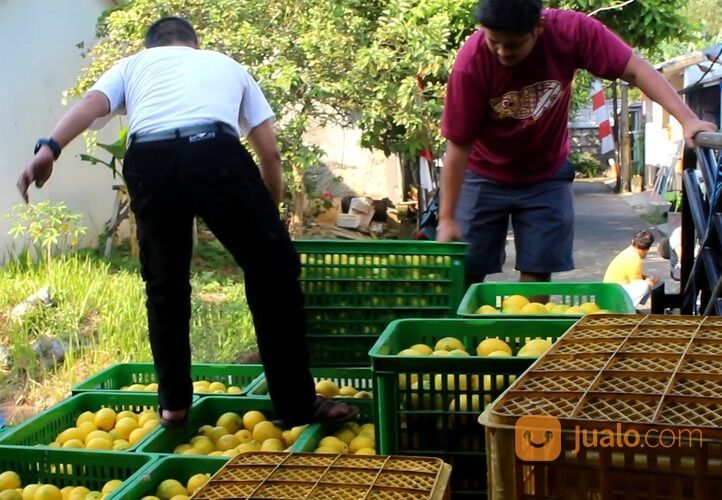 JERUK LEMON CALIFORNIA GROSIR DAN ECERAN