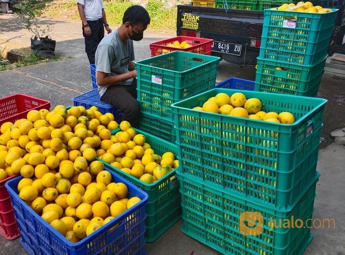 JERUK LEMON CALIFORNIA GROSIR DAN ECERAN