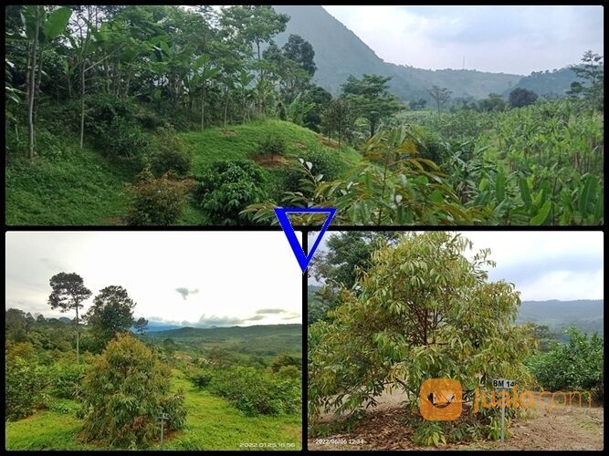 Tanah Harga 45 Juta Area Bogor Timur | Investasi Tanah Kebun Produktif yang Mantap Surantap