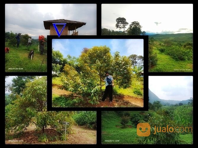 Tanah Harga 45 Juta Area Bogor Timur | Investasi Tanah Kebun Produktif yang Mantap Surantap