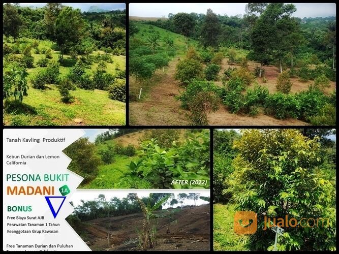 Tanah Harga 45 Juta Area Bogor Timur | Investasi Tanah Kebun Produktif yang Mantap Surantap