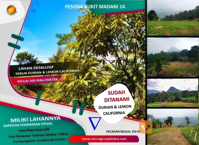 Tanah Harga 45 Juta Area Bogor Timur | Investasi Tanah Kebun Produktif yang Mantap Surantap