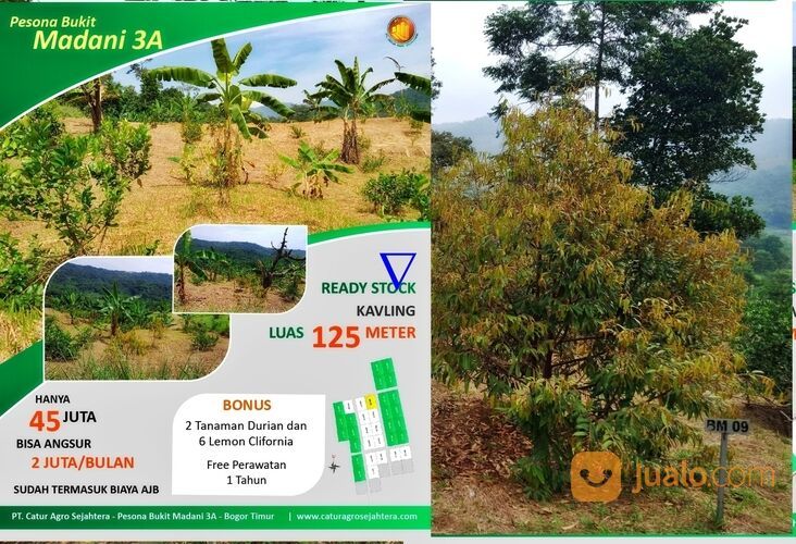 Tanah Harga 45 Juta Area Bogor Timur | Investasi Tanah Kebun Produktif yang Mantap Surantap