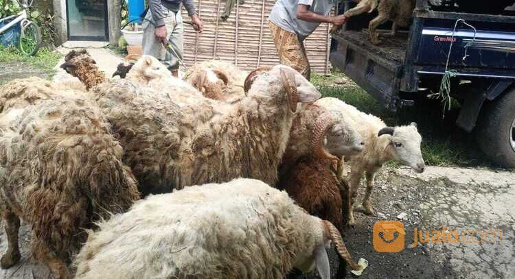 Akikah Nasi Box Simple dan Ekonomis