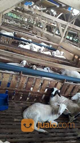 Akikah Nasi Box Simple dan Ekonomis