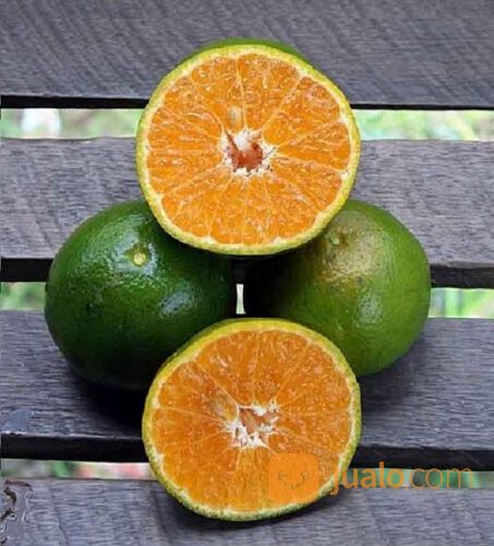 BUAH JERUK PERAS JAWA PREMIUM