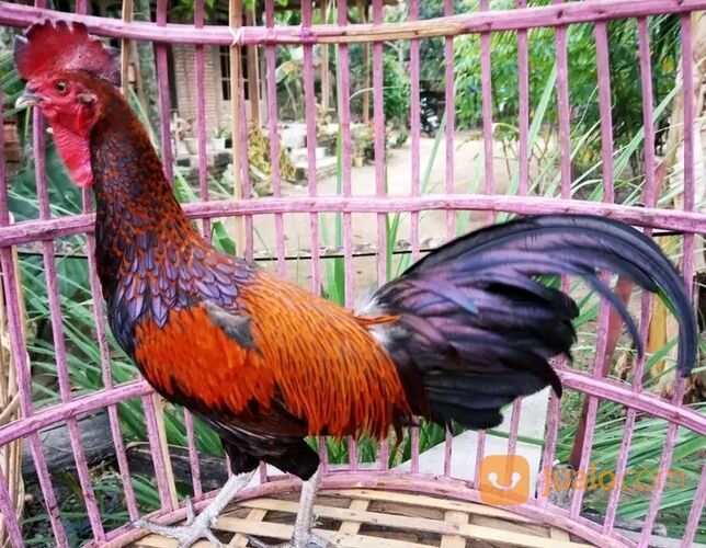 Ayam Bekisar pilihan super nggacor