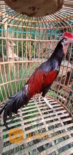 Ayam Bekisar pilihan super nggacor