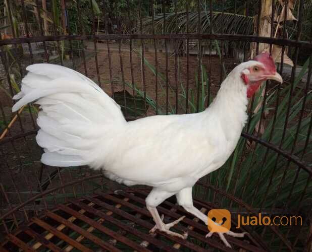 Ayam Bekisar pilihan super nggacor