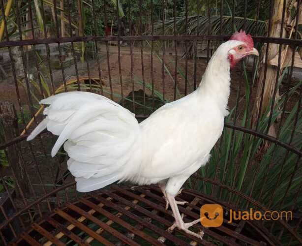 Ayam Bekisar pilihan super nggacor