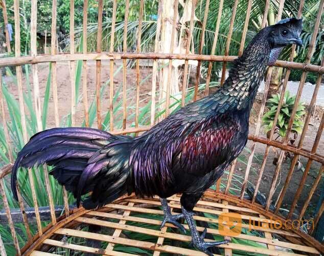 Ayam Bekisar pilihan super nggacor