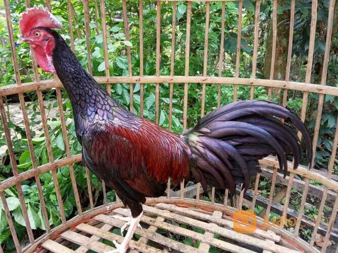 Ayam Bekisar pilihan super nggacor