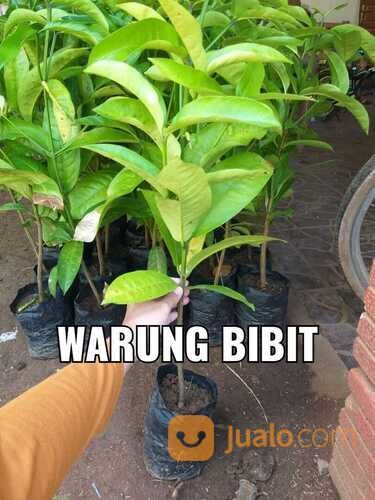 Bibit Tanaman Buah Mundu - Si Apel Jawa - Buah Langka