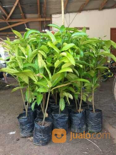 Bibit Tanaman Buah Mundu - Si Apel Jawa - Buah Langka