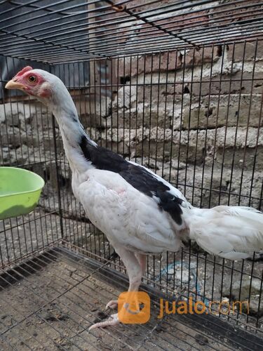 Ayam tulak jantan atau betina