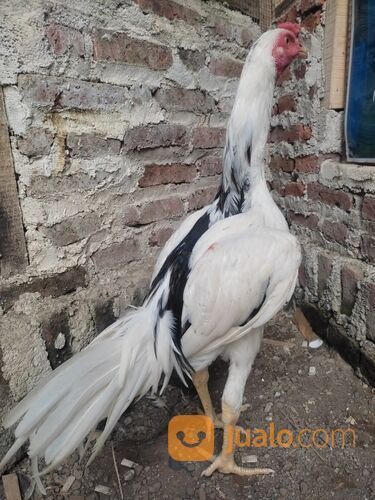 Ayam tulak jantan atau betina