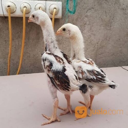 Ayam pure indio gigante usia 1bln up