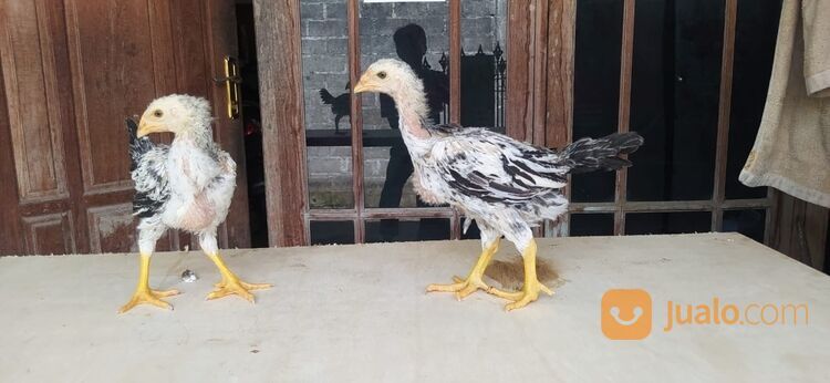 Ayam pure indio gigante usia 1bln up