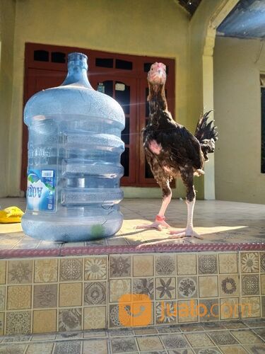 Ayam indio gigante x godzilla