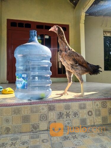 Ayam indio gigante x godzilla