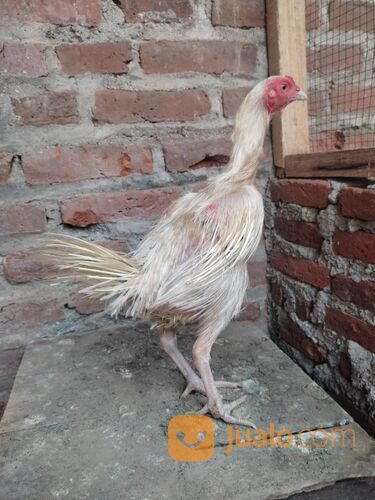 Aysm sodo atau cemoro putih