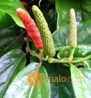 Bibit Tanaman HERBAL Cabai Jawa/Cabe Jawa/ Cabe jamu/Cabe Puyang Siap Tanam - Harga murah