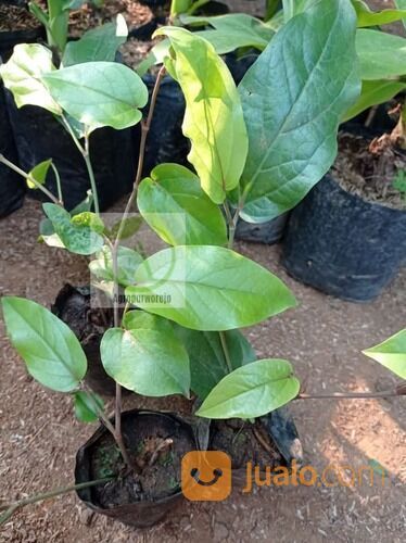 Bibit Tanaman HERBAL Cabai Jawa/Cabe Jawa/ Cabe jamu/Cabe Puyang Siap Tanam - Harga murah