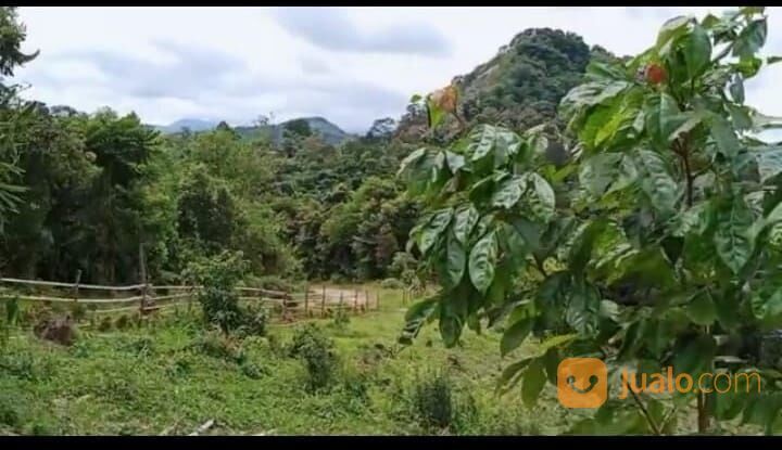 tanah murah di jasinga bogor