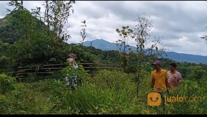 tanah murah di jasinga bogor