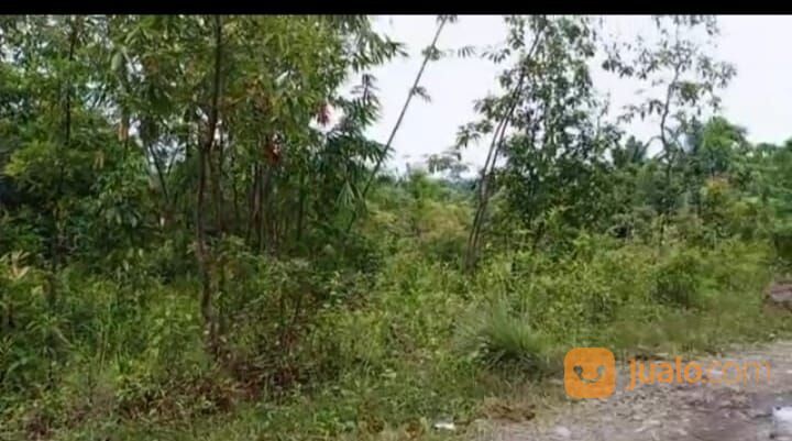 tanah murah di jasinga bogor