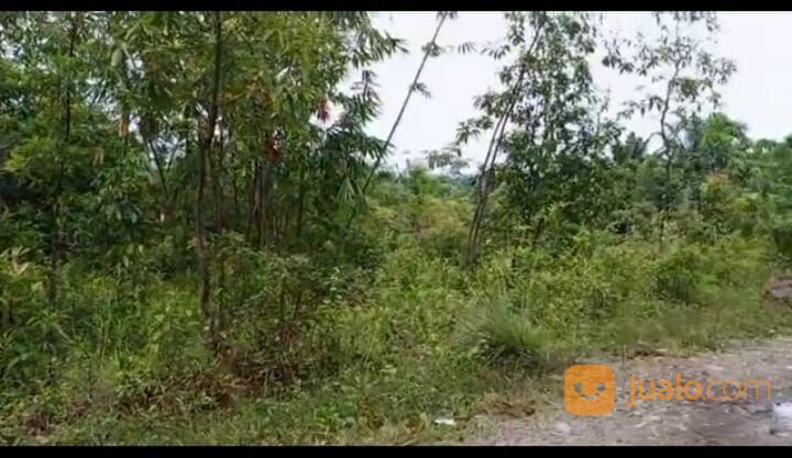 tanah murah di jasinga bogor