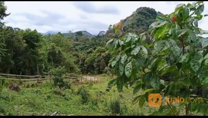 tanah murah di jasinga bogor