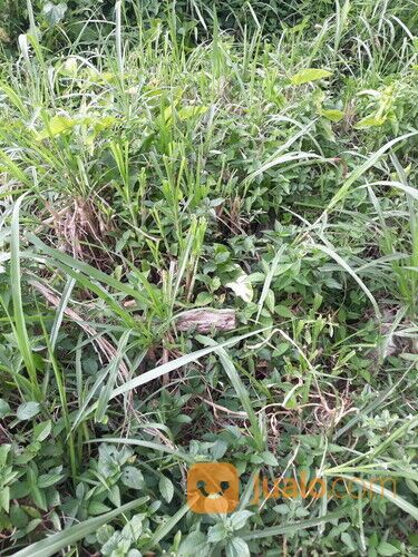 Tanah Lt.235 M2, Air Camar, Parak Gadang Timur, Dekat Kantor Lurah Parak Gadang Timur, Sisp Bangun