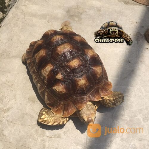 Kura kura darat sulcata tortoise mantap size 26cm