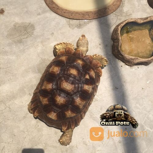 Kura kura darat sulcata tortoise mantap size 26cm