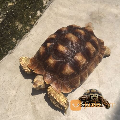 Kura kura darat sulcata tortoise mantap size 26cm