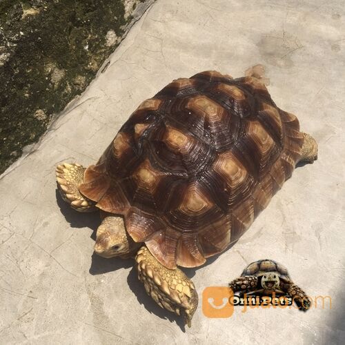 Kura kura darat sulcata tortoise mantap size 26cm
