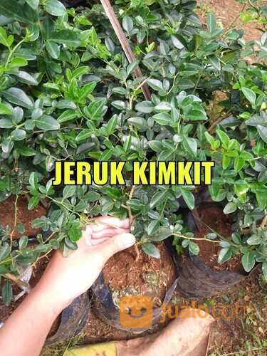 Bibit Tanaman Jeruk Kingkit / Jeruk Kimkit - Cocok Untuk Bahan Bonsai