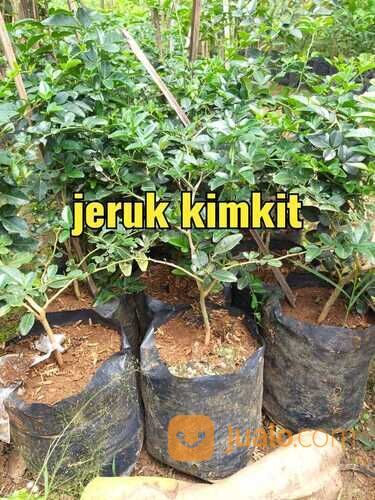Bibit Tanaman Jeruk Kingkit / Jeruk Kimkit - Cocok Untuk Bahan Bonsai