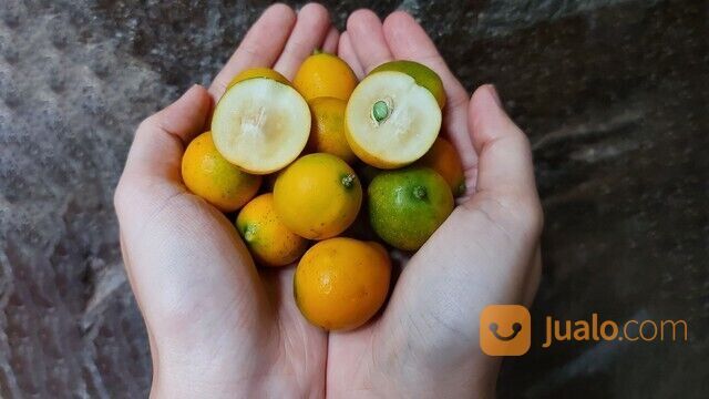 Bibit Tanaman Jeruk Kingkit / Jeruk Kimkit - Cocok Untuk Bahan Bonsai