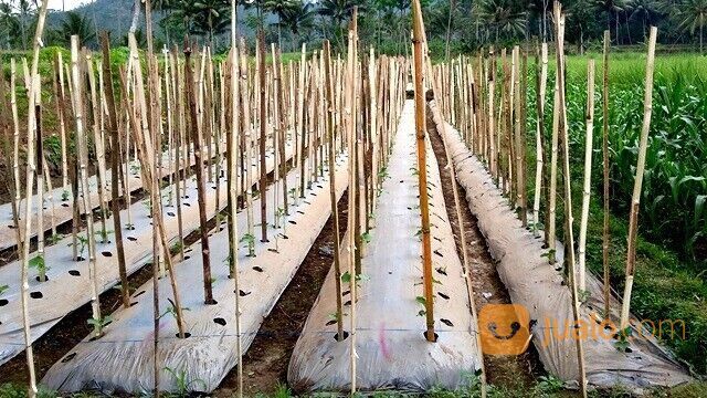 MULSA PLASTIK HITAM PERAK MULSA MURAH MULSA 18KG HUB 081232584950