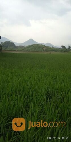 Tanah Sawah di Rancaekek dekat Cicalengka Jatinangor