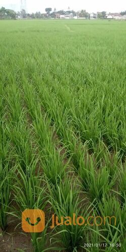 Tanah Sawah di Rancaekek dekat Cicalengka Jatinangor