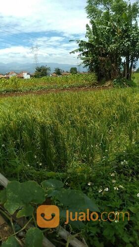 Tanah Sawah di Rancaekek dekat Cicalengka Jatinangor