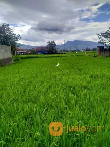 Tanah Sawah di Rancaekek dekat Cicalengka Jatinangor