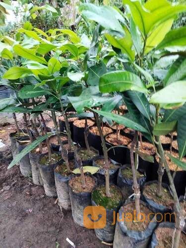 Asam Kumbang Bibit Sambung Pucuk Tinggi Bibit 50 - 60 cm