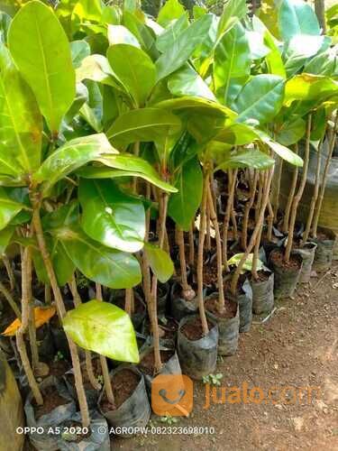 Bibit Tanaman Butun I keben(Barringtonia asiatica) Si Pohon Perdamaian