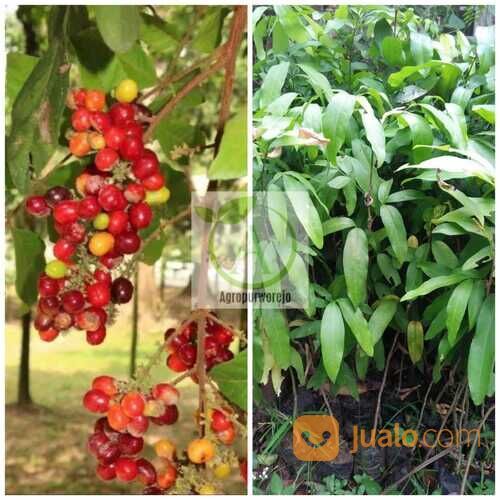 Bibit Tanaman Katilayu - Penghasil Getah Katilayu - Getah Perhiasan