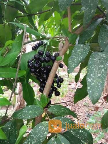 Bibit Tanaman Katilayu / Klayu / Kapilayu