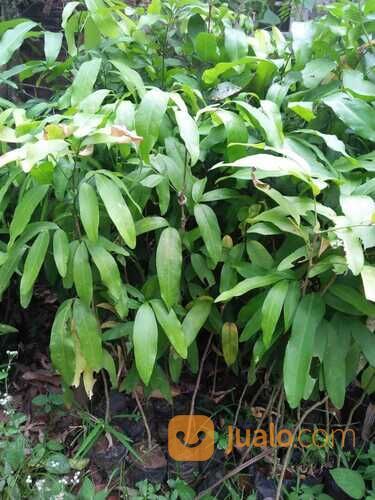 Bibit Tanaman Katilayu / Klayu / Kapilayu